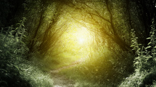Forest path radiant light magical - a path in the middle of a forest free wallpaper