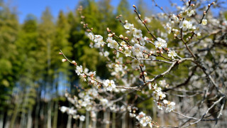 White flower tree bloom spring - bloom free wallpaper for desktop