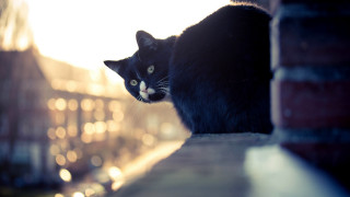 Black cat brick wall light - a light shining free wallpaper