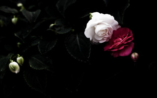 White red rose dark leaves - the stem free wallpaper for desktop