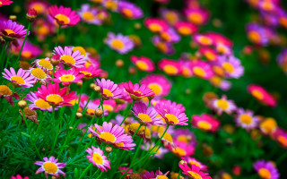 Flower field bokeh colorful garden - betye saar free wallpaper