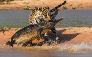 Crocodiles fighting water shore sand - sandy free wallpaper
