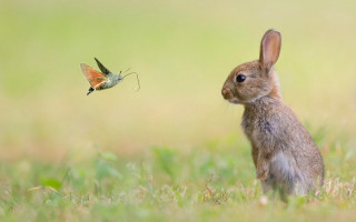 Small rabbit butterfly grass bug - a small rabbit free wallpaper