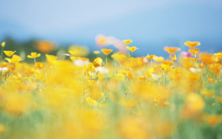 Yellow flowers blue sky blurry - yellow flower free wallpaper