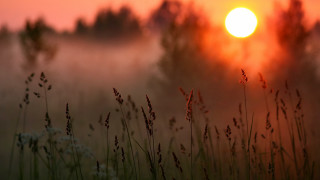 Sunset grass trees fog moon - free summer wallpaper for desktop