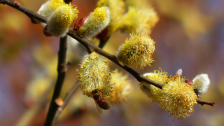 Branch yellow flowers buds autumn - background of leaves free wallpaper