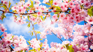 Pink flower tree sky clouds - asai chū free wallpaper
