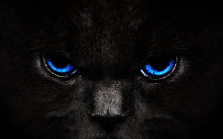 Black cat blue eyes gothic - an album cover free wallpaper for desktop