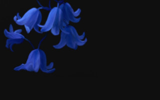 Blue flower hanging branch dark - the dark sky free wallpaper for desktop