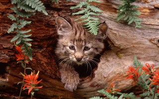 Kitten peeking tree flower autumn - a kitten free wallpaper
