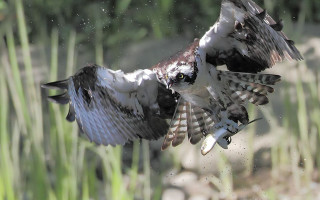Bird flying fish talons aurora - a grassy area free wallpaper