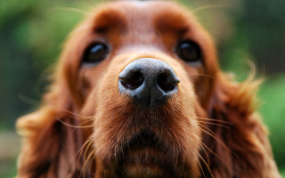 Dog face closeup blurry background 3 - a blurry background of trees free wallpaper