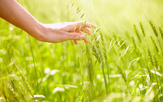 Person holding plant green grass - claire dalby free wallpaper for desktop