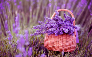 Lavender field purple basket flower - a field of lavender free wallpaper