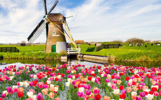 Windmill tulips flowers landscape tiltshift - other flower free wallpaper