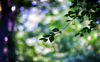 Leafy branch forest sunlight bokeh - canon 5 0 mm free wallpaper