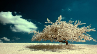 Tree field blue sky clouds 2 - dreamlike free wallpaper for desktop