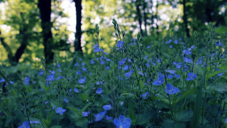 Blue flower field forest sunlight - blue flower free wallpaper