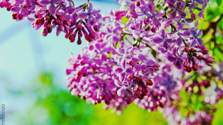 Purple flowers branch outdoors macro - purple flower free wallpaper for desktop
