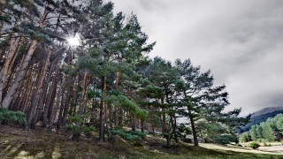 Forest sky trail bench nature - a sun free wallpaper for desktop