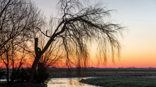 Bare tree river sunset clouds - a flemish baroque free wallpaper for desktop