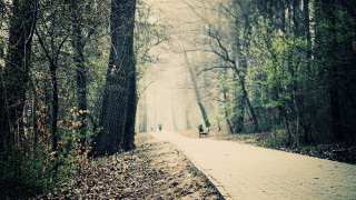 Path woods people tiltshift cherryblossoms - tonalism free wallpaper