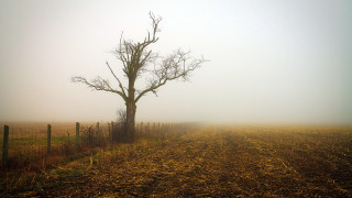 Foggy field tree fence sunset - a foggy field free wallpaper