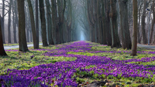 Purple flower road magical landscape - purple flower free wallpaper for desktop