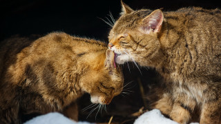 Cat licking cat snow animals - the snow free wallpaper
