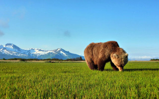 Bear green field mountain range - a lush green field of grass next free wallpaper for desktop