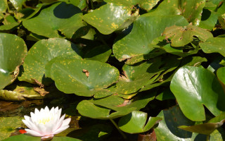 White flower pond lilies frog - a pond of water lilies free wallpaper
