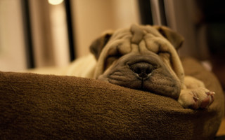 Dog sleeping couch photorealistic blurry - his eye free wallpaper