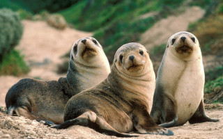 Sea lions beach ecological art - the camera and the other free wallpaper