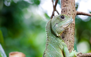 Green lizard climbing tree forest - a green lizard free wallpaper for desktop