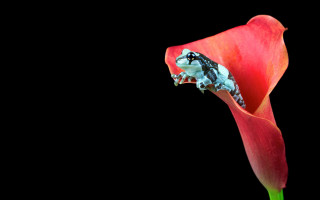 Frog flower stem mouth open - a frog free wallpaper for desktop