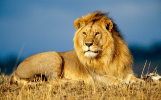 Lion majesty grass blue sky - a lion free wallpaper