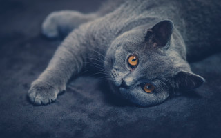 Cat couch yellow eyes night - face and head free wallpaper