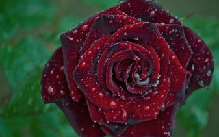 Red rose water droplets gothic 8 - petal free wallpaper