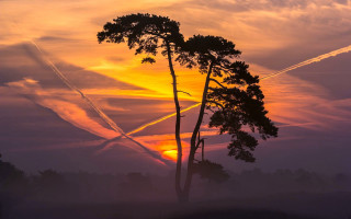 Sunset trees plane dusk autumn - stroke free wallpaper
