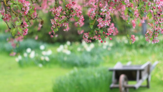 Pink flower bench under tree - a park area free wallpaper