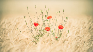 Field redflowers berry plant nature - red flower free wallpaper