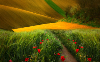 Field flower path red flowers - green grass free wallpaper