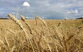 Wheat field cloudy sky mountains - a field of wheat free wallpaper for desktop