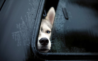 Dog rainy window sad furry - rain free wallpaper