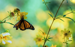 Yellow butterfly flower field macro - a flower in a field free wallpaper
