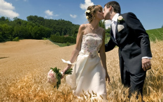 Bride groom kissing wheat field - a bride and groom free wallpaper