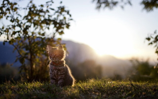 Kitten grass sunshine tree blur - the sun shining behind free wallpaper