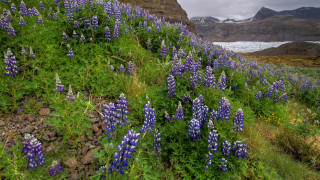 Alaskan glacier flower field nature - nature free wallpaper