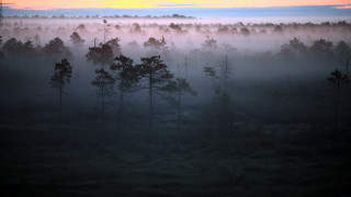 Foggy forest sunset clouds matte - a foggy forest free wallpaper