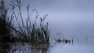Tiny pond fog plants sunset - surface free wallpaper